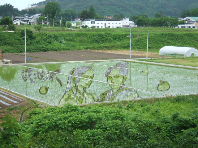 田んぼに兼続公とお船さまが浮かび上がりました。